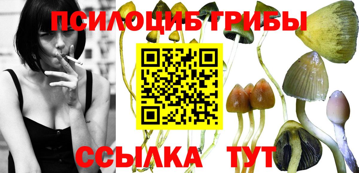 Подольск  Галлюциногенные грибы Psilocybine cubensis  Вход с VPN 